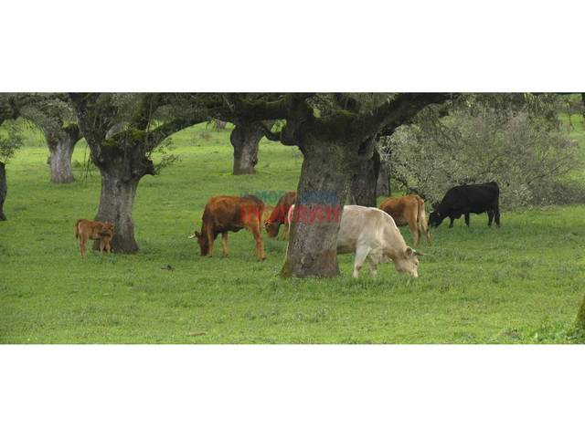 Casa-chalet en Venta en Alía