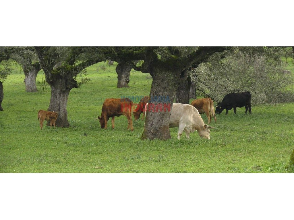 Exterior view of Country homes for sale in Alía