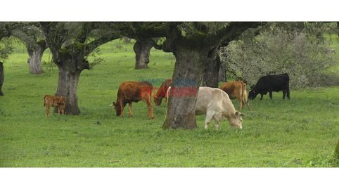 Finca ganadera en Alía, Cáceres
