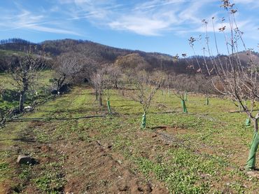 Terreny rústic en venda a Valleseco