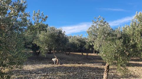 Foto 3 de Finca rústica en venda a Residencial Triana - Barrio Alto, Las Gabias