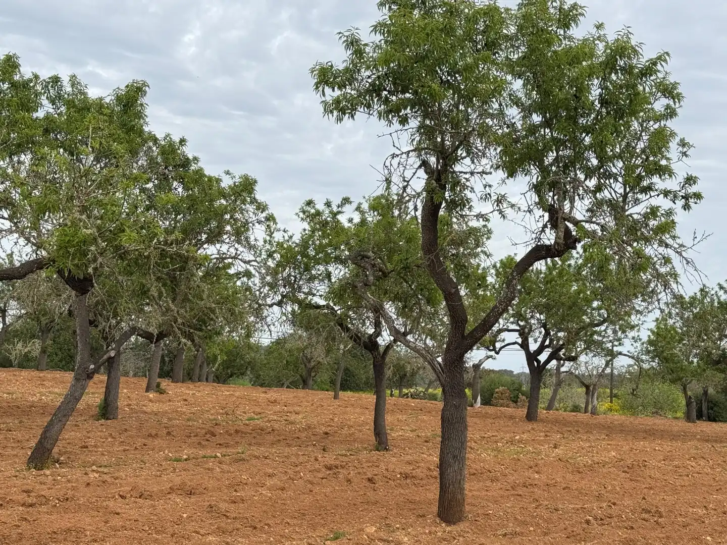 Rustikales Grundstück zum Verkauf in Camino Camí Vell de Porreres 2, imagen 24