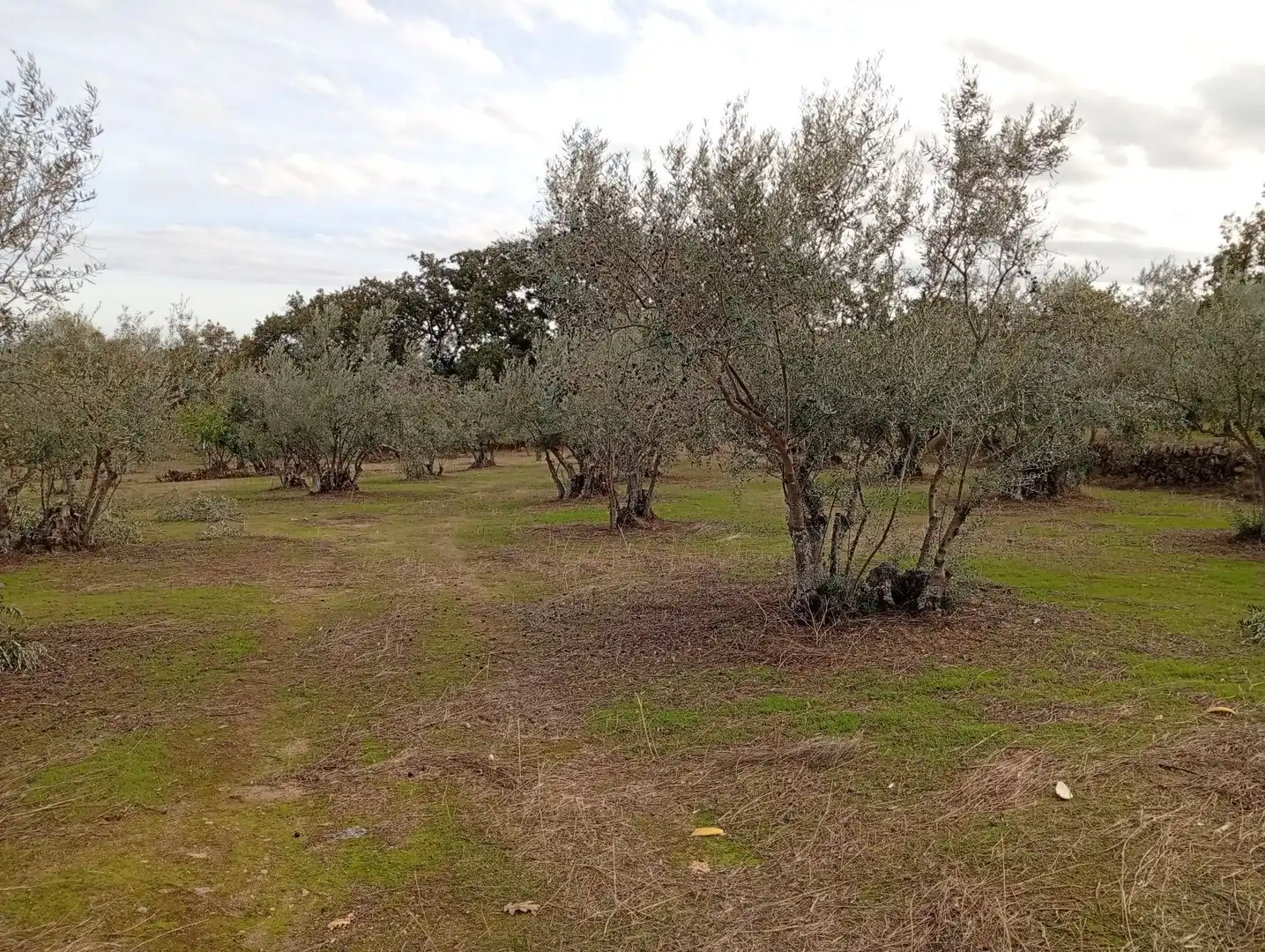 Terreni e lotti in vendita a Villanueva de la Vera, imagen 28