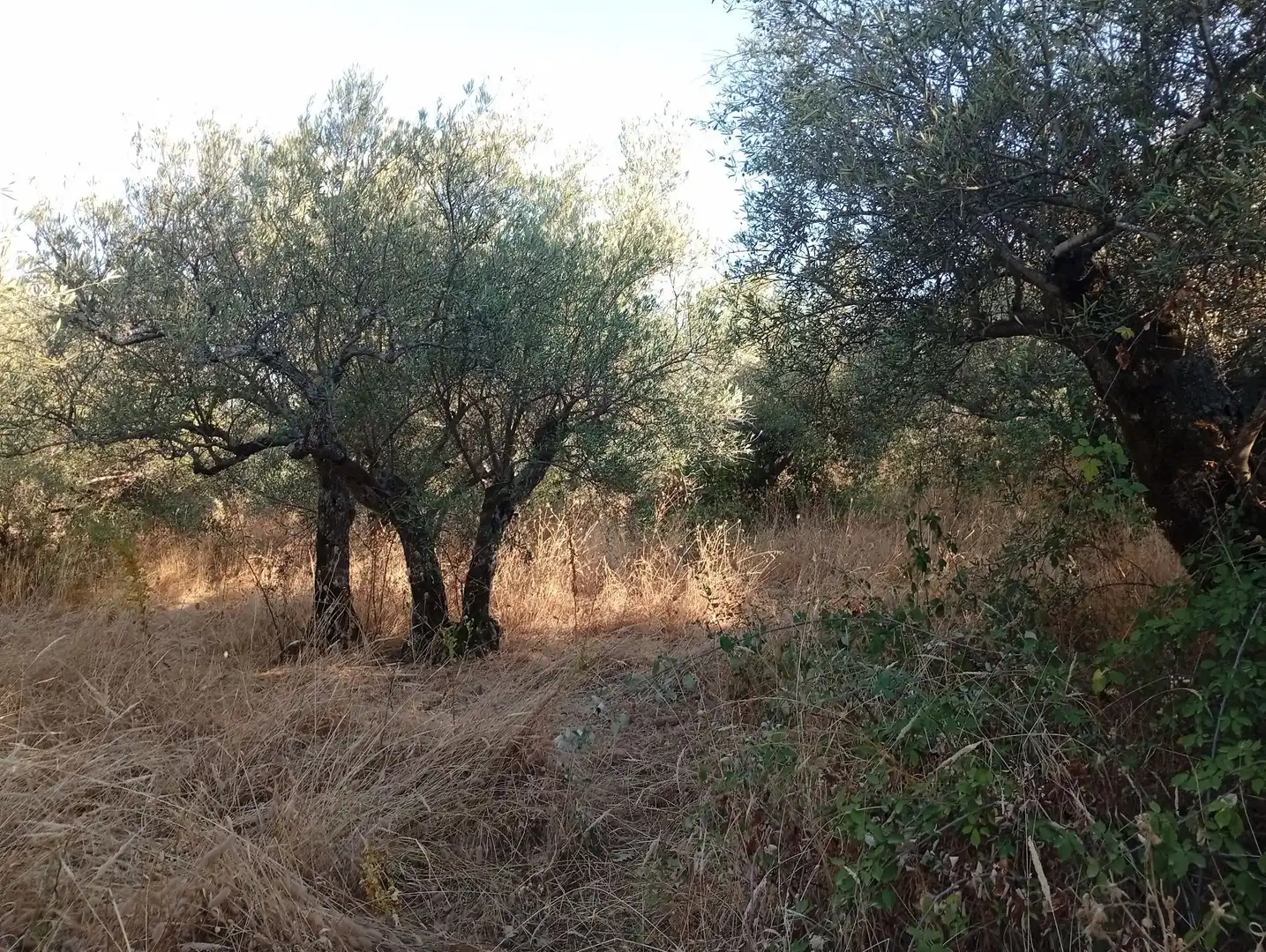 Terreni e lotti in vendita a Villanueva de la Vera, imagen 35
