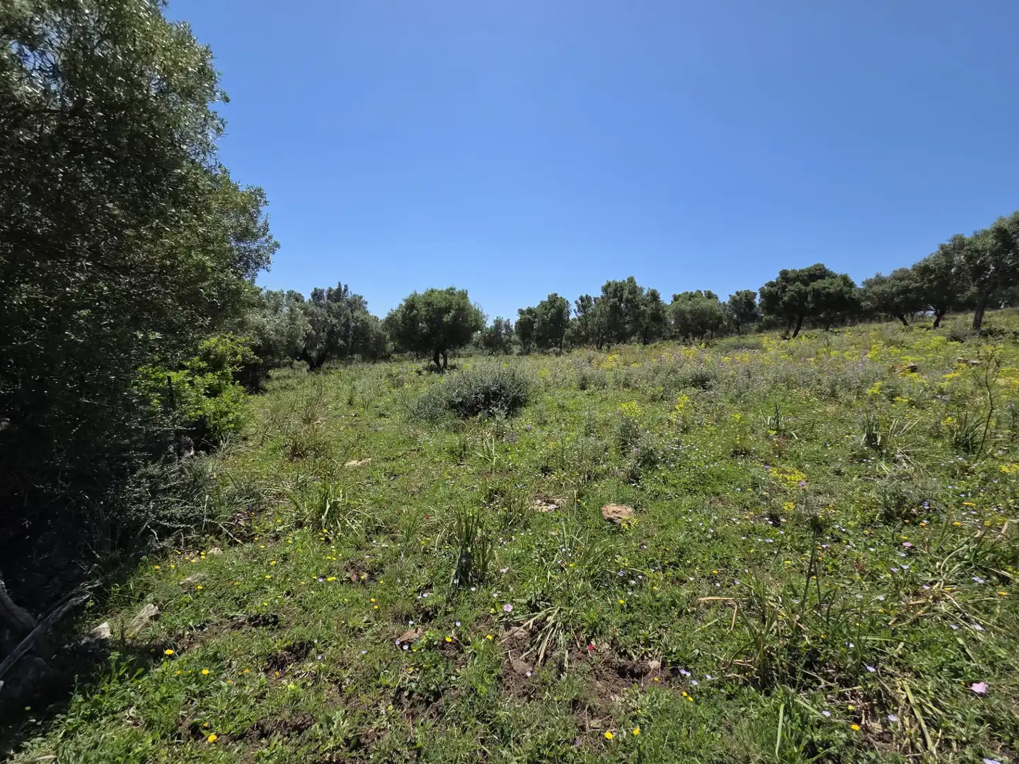 Terreny rústic en venda a Tarifa ciudad