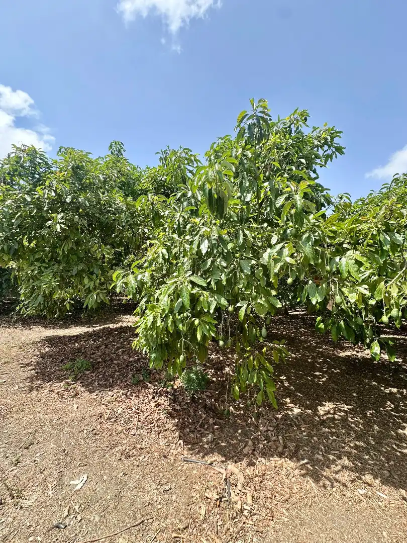 Garden of Country homes for sale in Benamocarra  with Private garden, Storage room and Swimming Pool