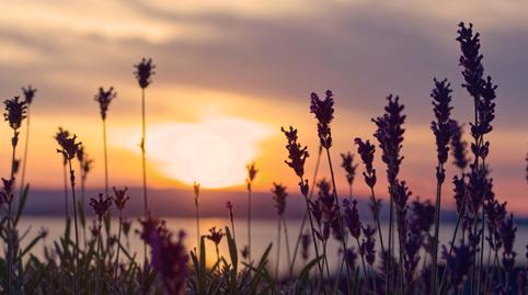 Photo 5 of Residential for sale in Badia Blava - Badia Gran - Tolleric, Llucmajor