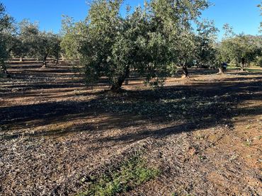 Terreno rustico in vendita a Luque