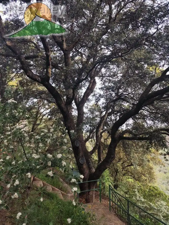 Jardín de Finca rústica en venta en Dílar con Terraza