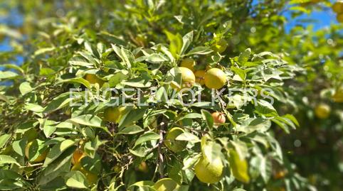 Foto 2 de Casa adosada en venda a Sector Sur  - La Palmera - Reina Mercedes, Sevilla