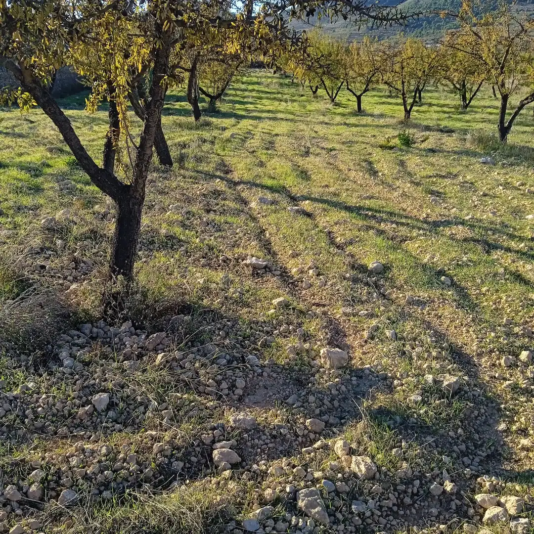 Terreny rústic en venda a La Romana