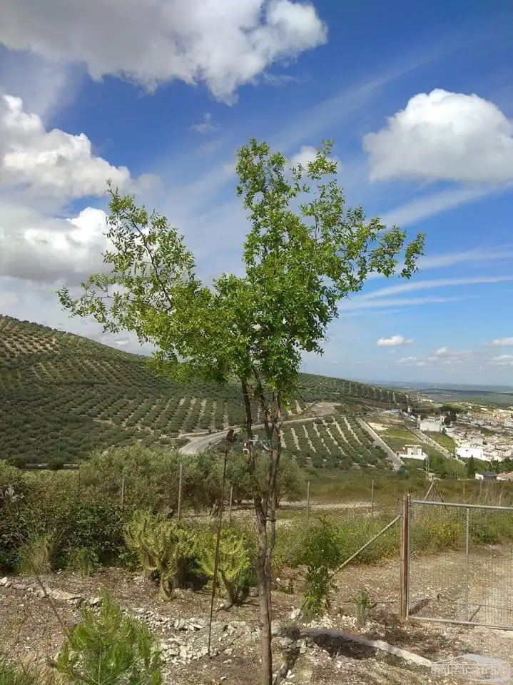 Terrenos y solares en venta en Cerro San Cristóbal, imagen 20