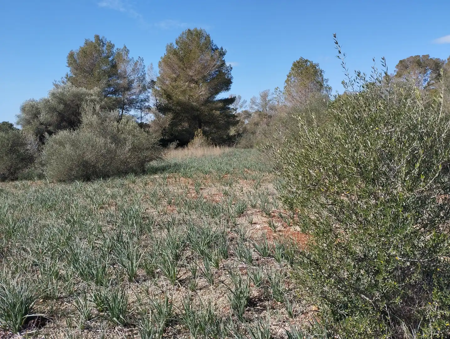 Terreno rustico in vendita a Son Gual-B 11, imagen 5