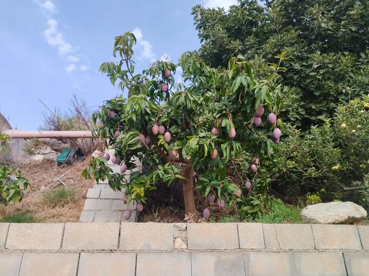Casa rústica con terraza en venta en Camino Guájar-Faragüit, imagen 15