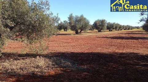 se vende olivar