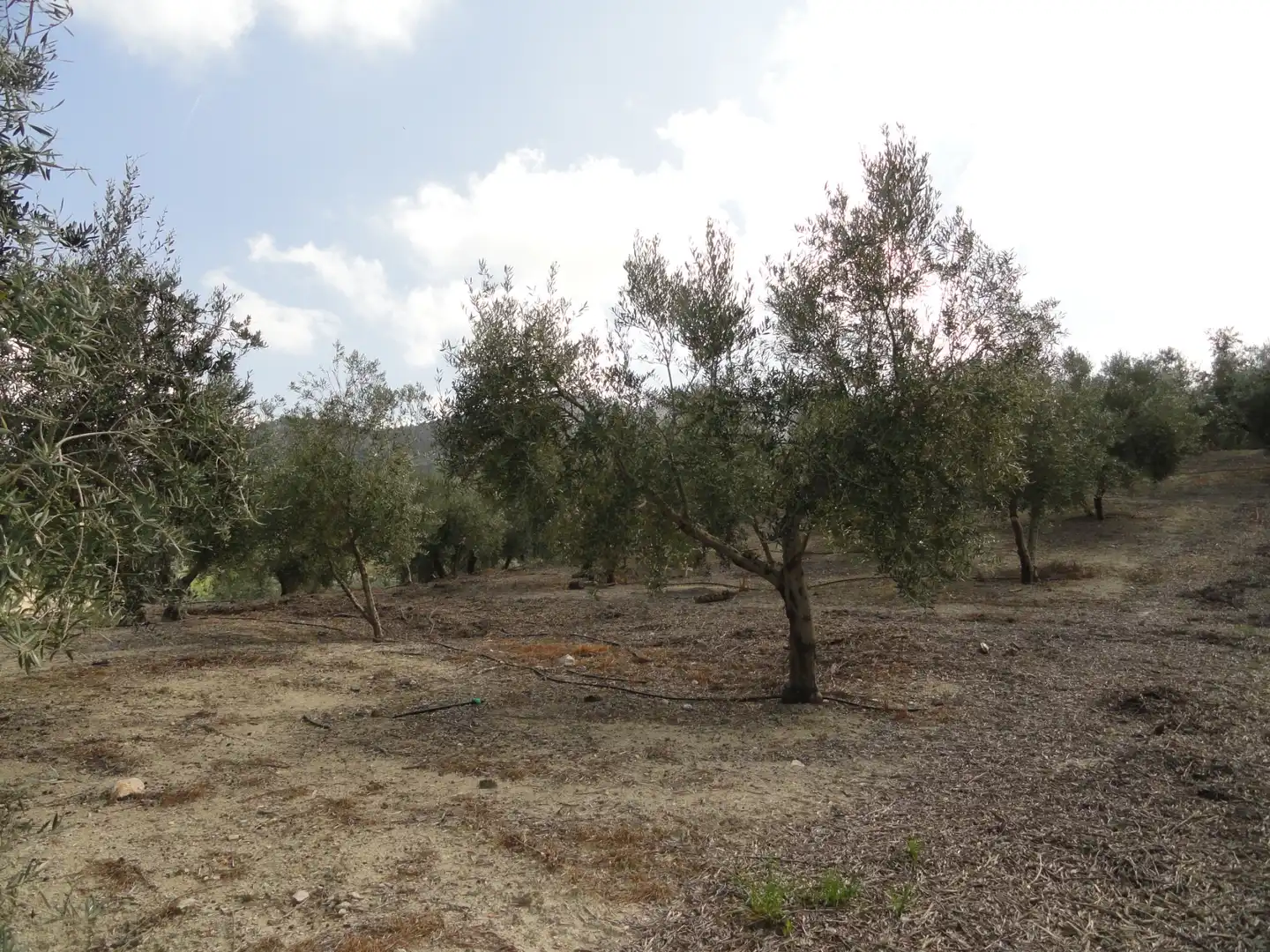 Land for sale in La Iruela