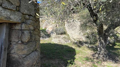 Caseta y olivar 120 olivos , imatge 3