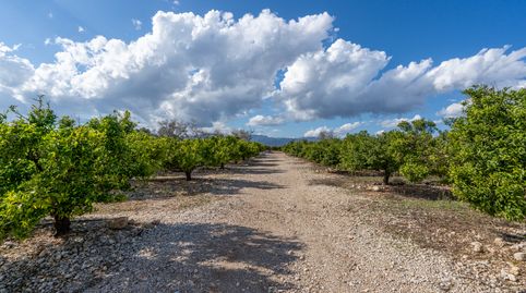 Finca rústica de regadío de mandarinos en Godall, immagine 5