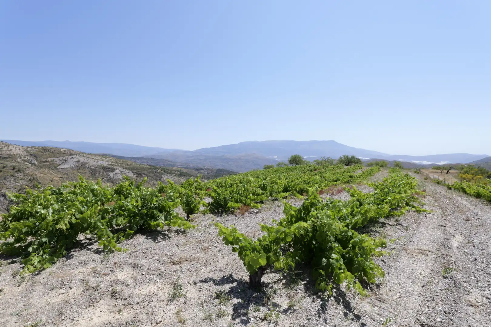Exterior view of Land for sale in Murtas