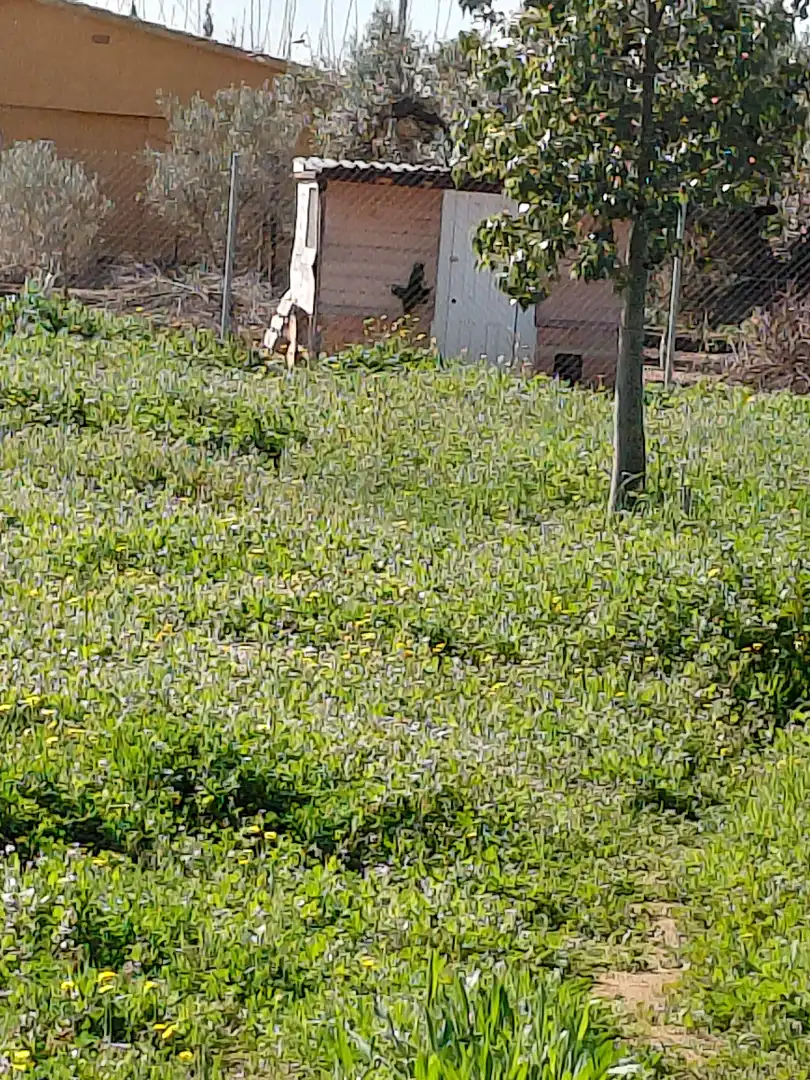 Terreno rústico en venta en Banyeres del Penedès, imagen 10