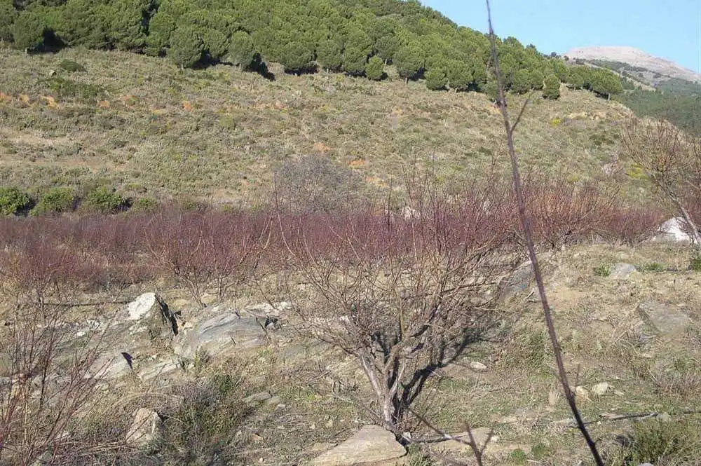 Terreny rústic en venda a Canillas de Albaida, imagen 8
