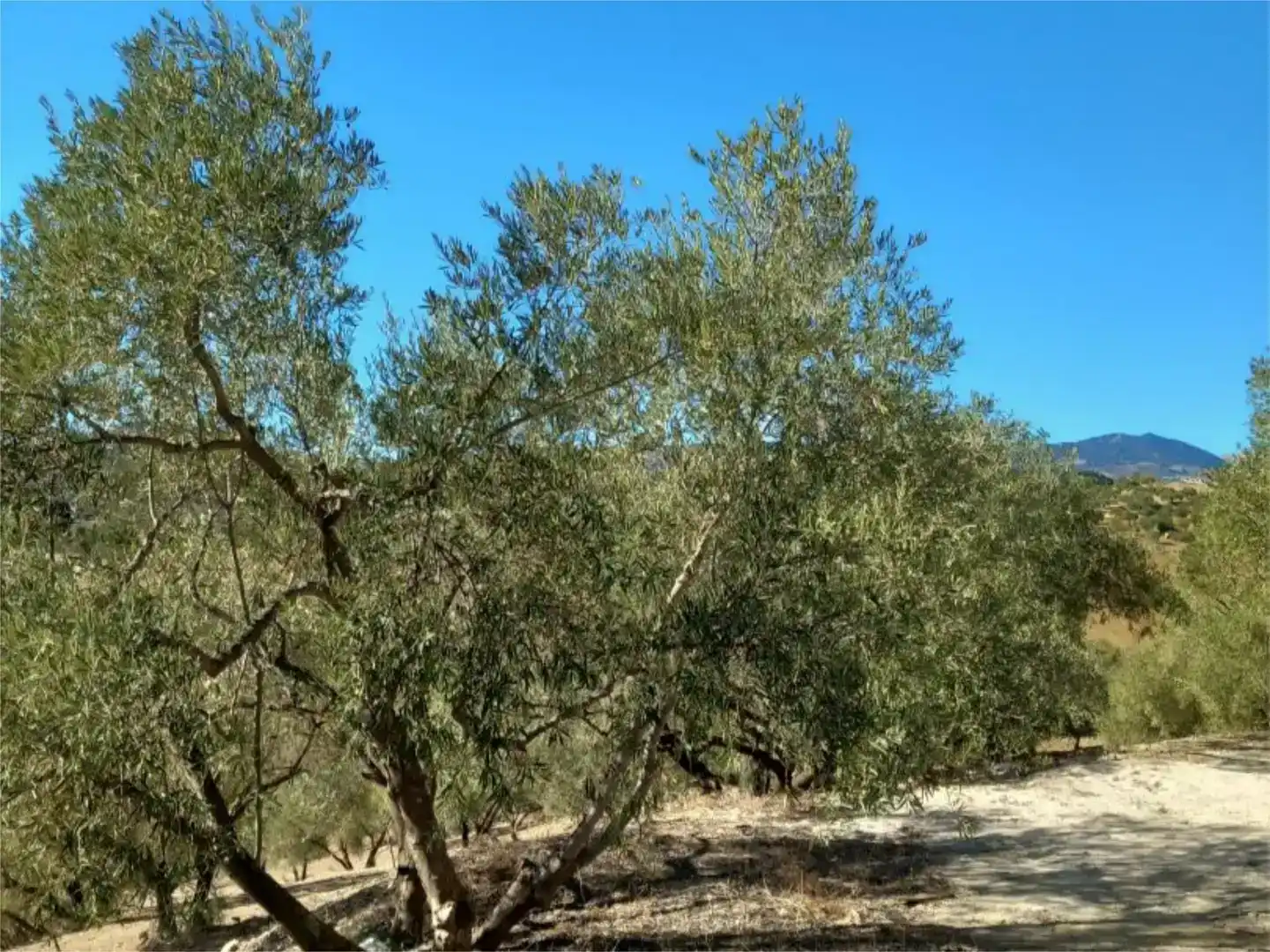 Pis en venda en Almogía, Málaga