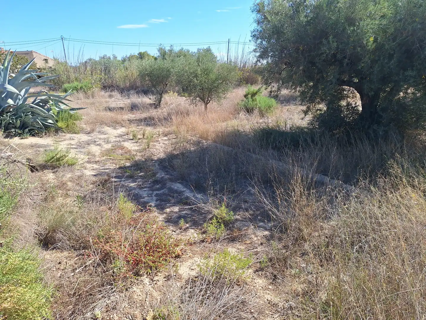 Terreny rústic en venda a Partidas de Alicante, imagen 3