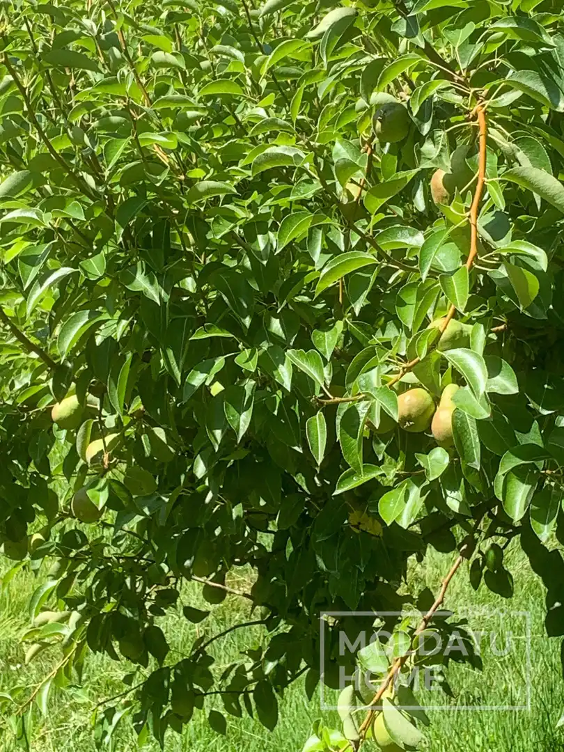 Jardín de Terreno en venta en Belascoáin