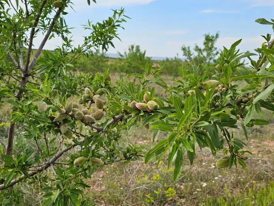 Garden of Land for sale in Fuendejalón