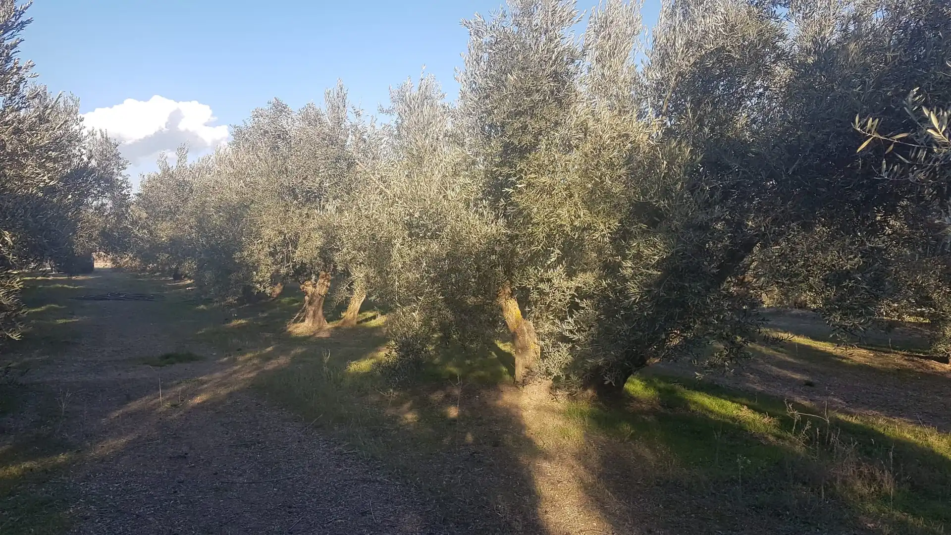 Terrenys i solars en venda a Cuevas del Campo, imagen 3