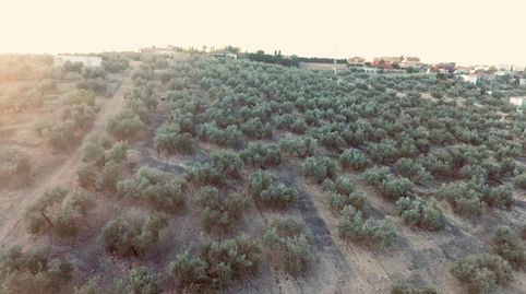 Finca en zona la Yuca, Jaén., imatge 2