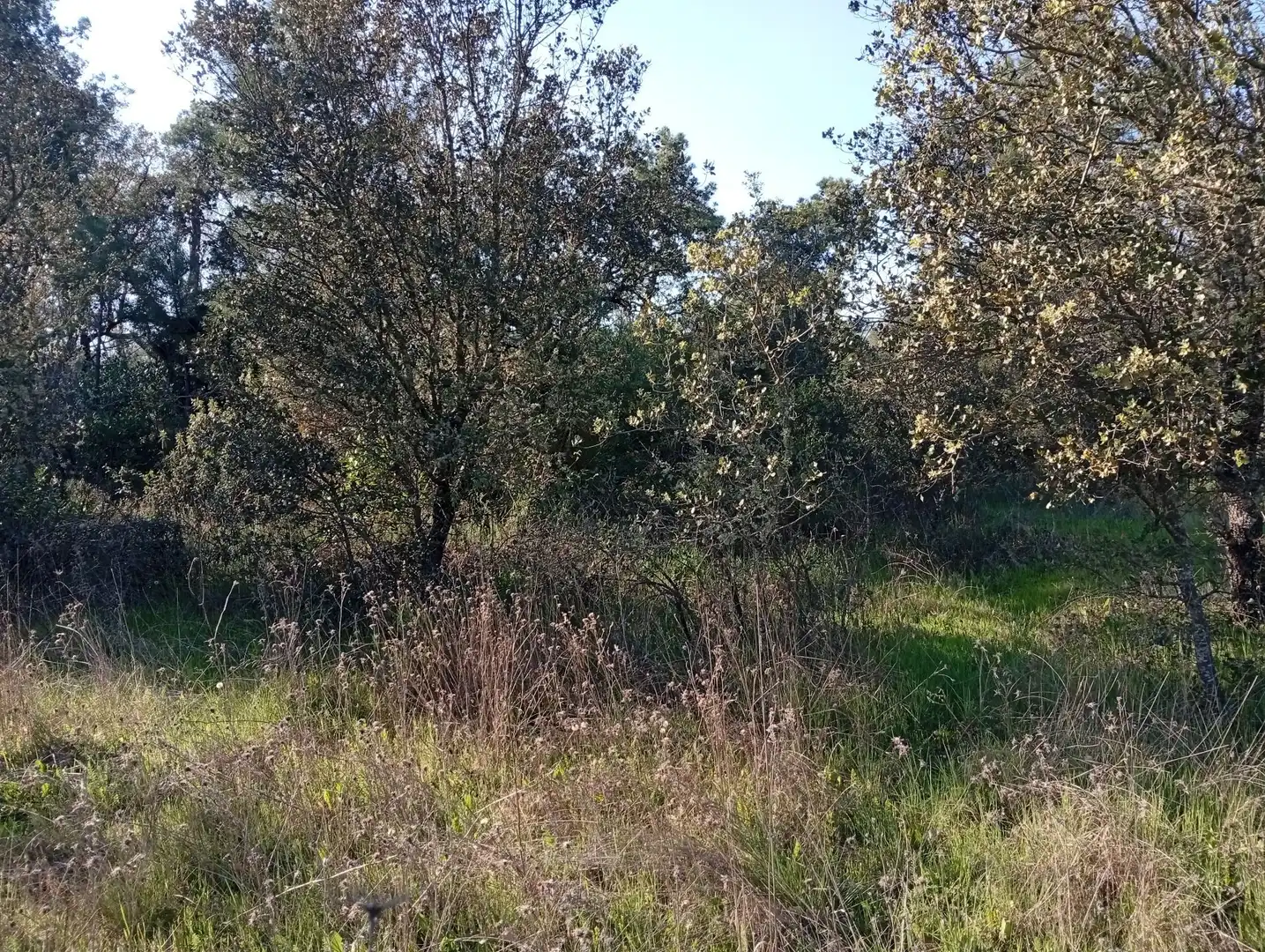 Terreni e lotti in vendita a Villanueva de la Vera, imagen 60