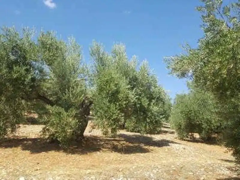 Terreni e lotti in vendita a Arroyo del Ojanco, imagen 3