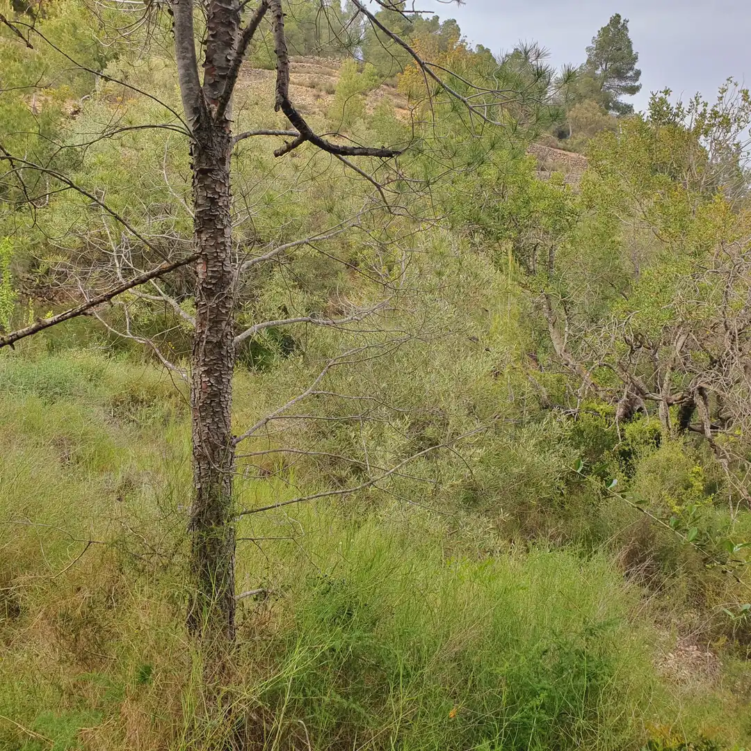 Terrain rustique à vendre à Benifallet, imagen 38