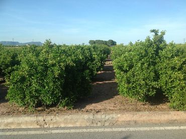 Terrenys i solars en venda a Albalat dels Sorells