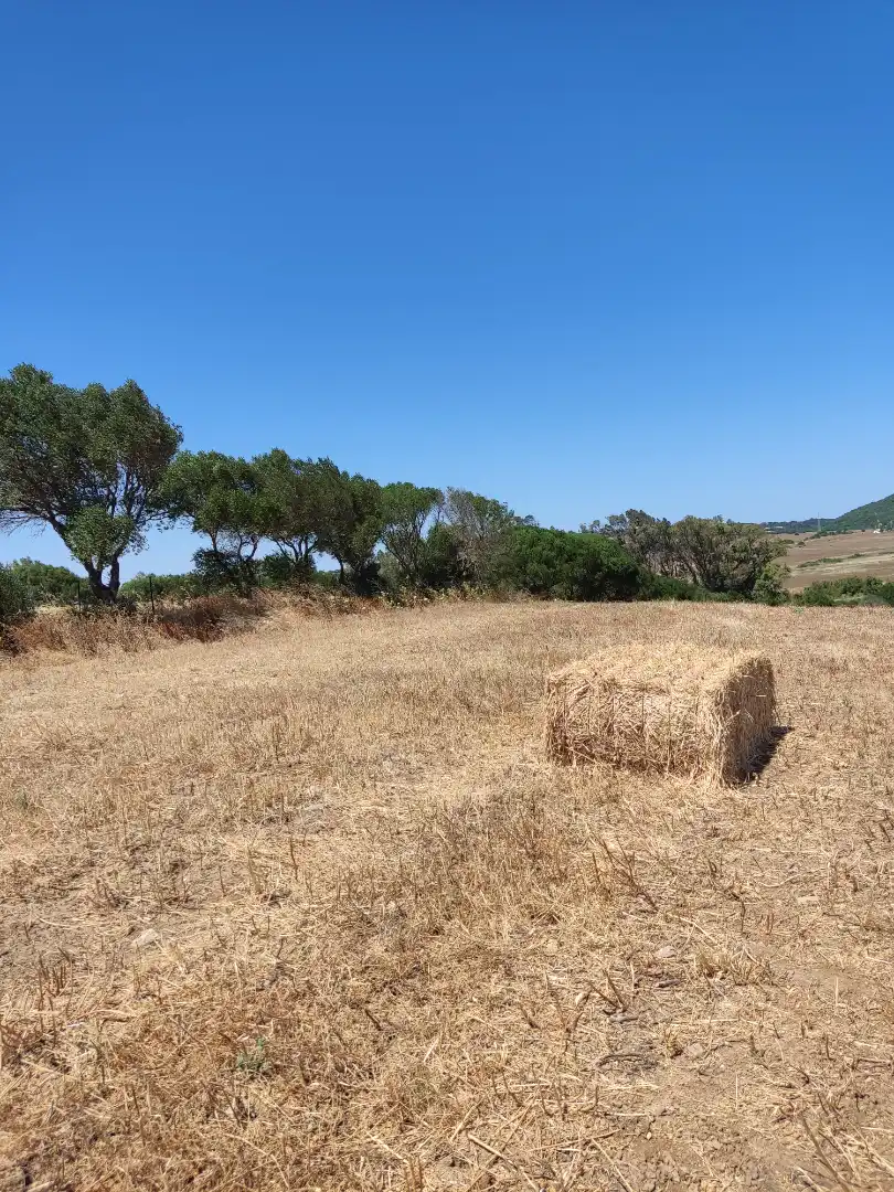 Country homes for rent in Medina Sidonia