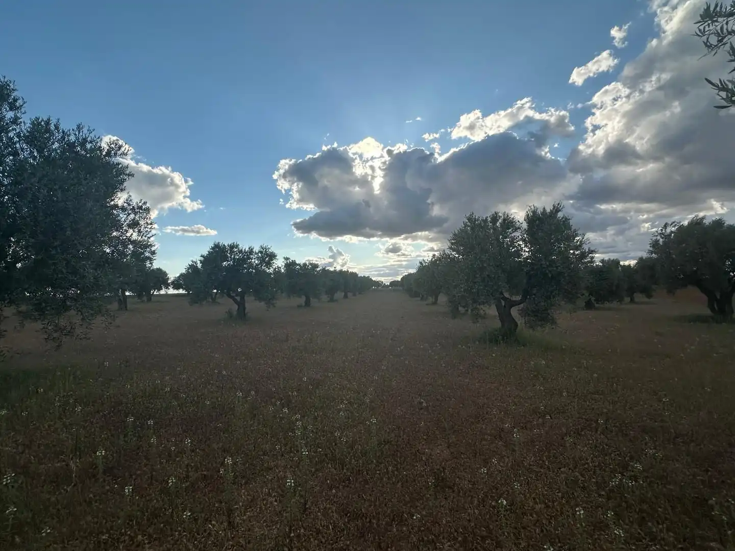 Terreno rústico en venta en Boca Zorra