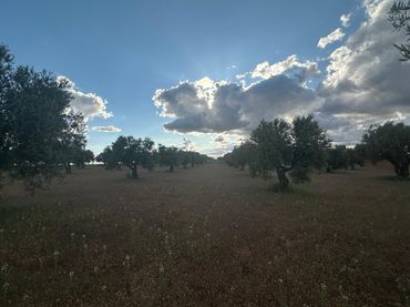 Terreno rústico en venta en Boca Zorra