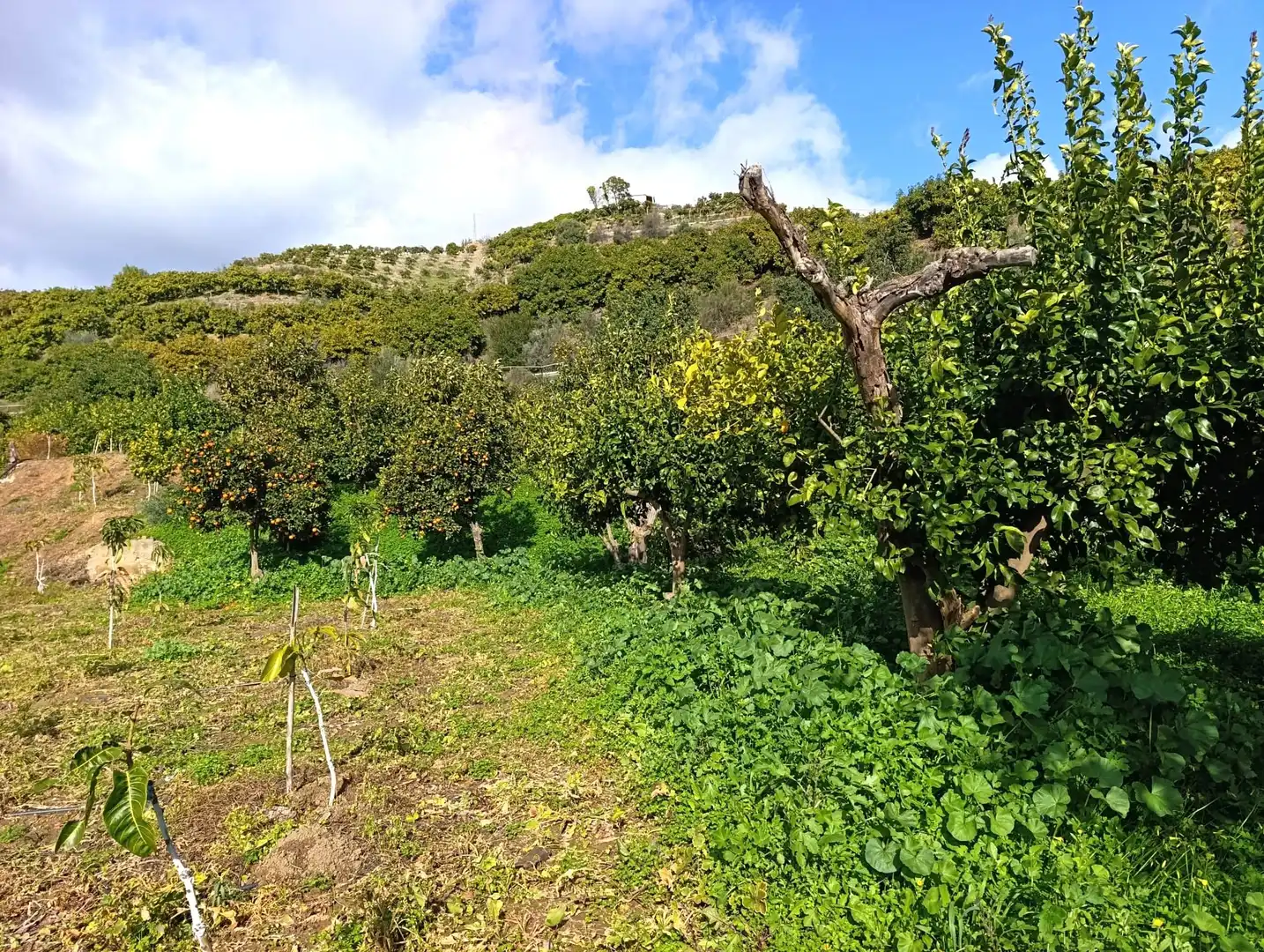 Terreny rústic en venda a Polígono paraje loma gorda poligono, imagen 2