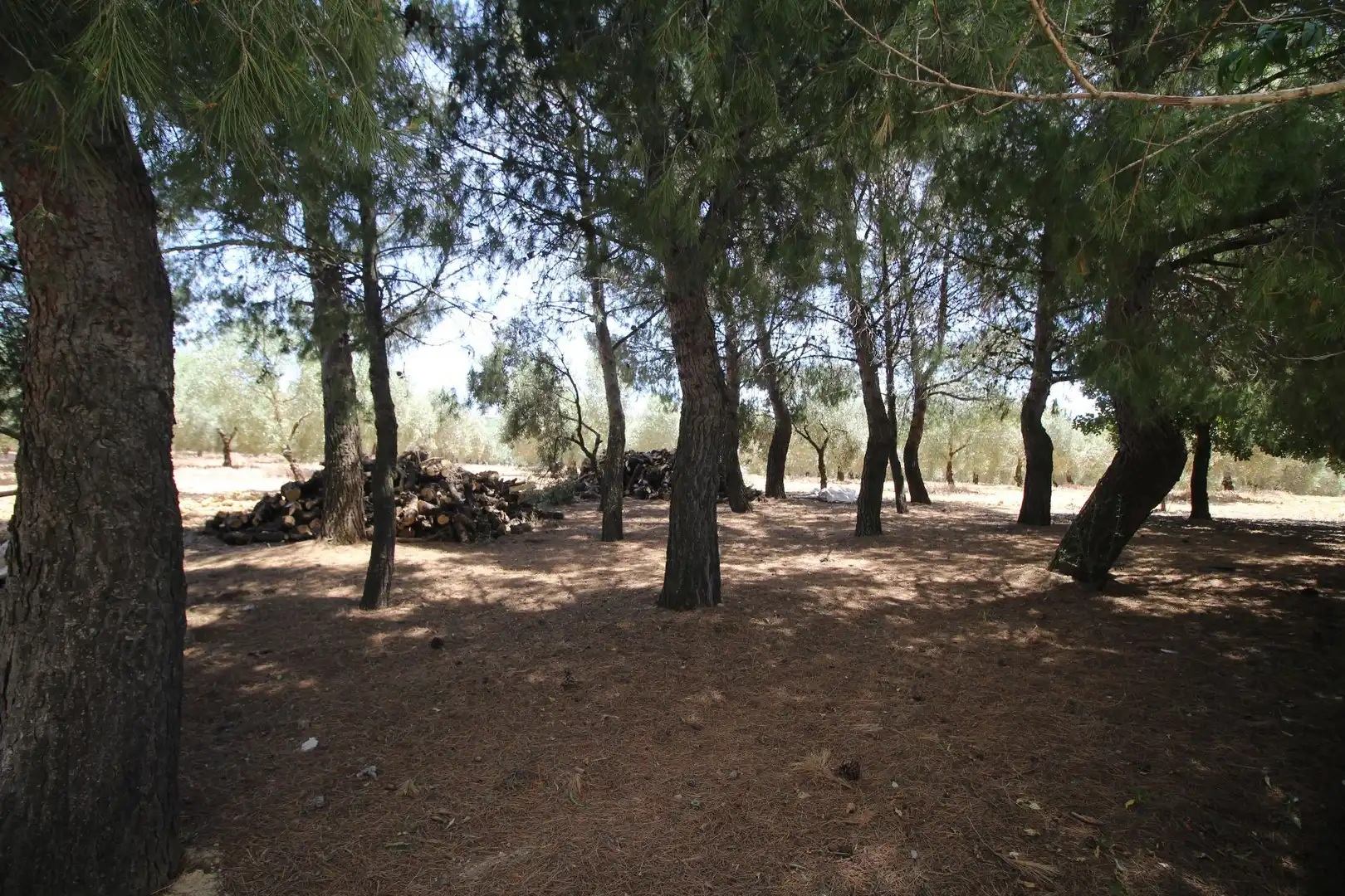 Casa rústica amb jardí en venda a partido romeral, imagen 59