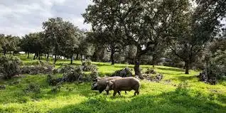 Terrenos y solares en venta en Aracena