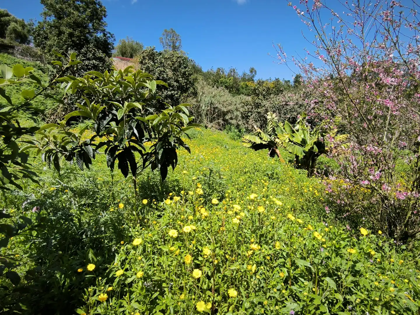 Jardín de Finca rústica en venta en Moya (Las Palmas)