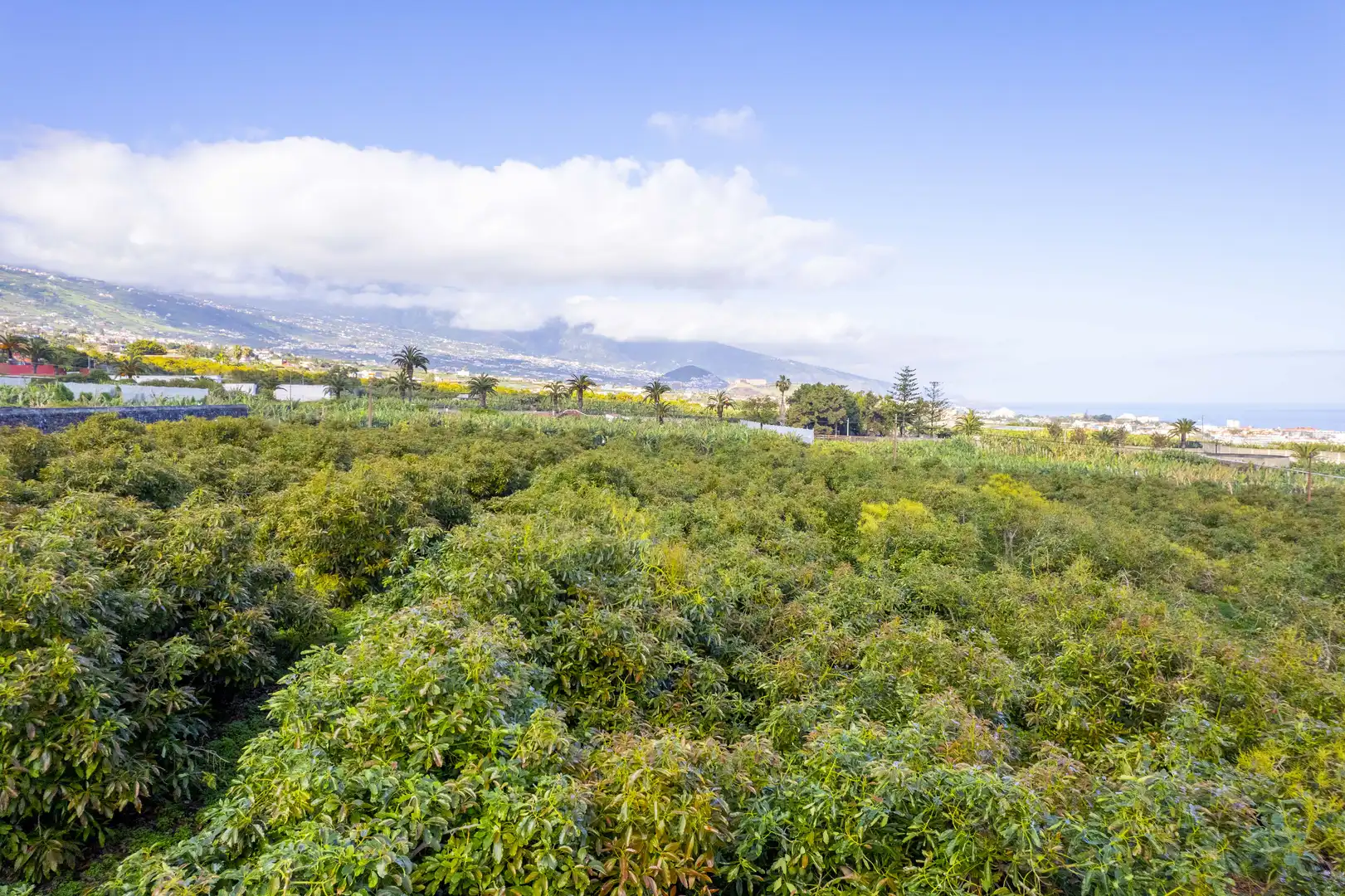 Land for sale in La Orotava