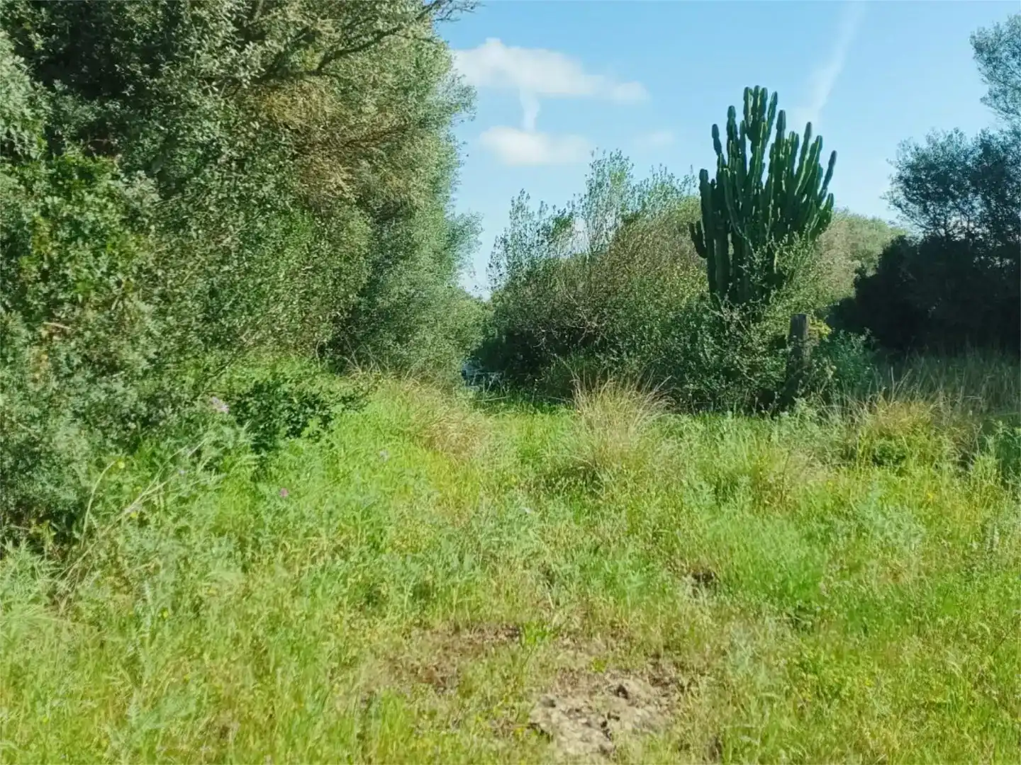 Land for sale in Alaior