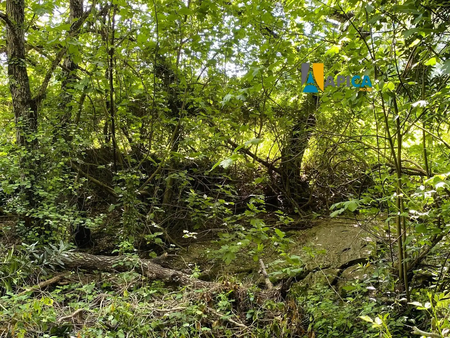 Rural land for sale in Castellar de la Frontera, imagen 27