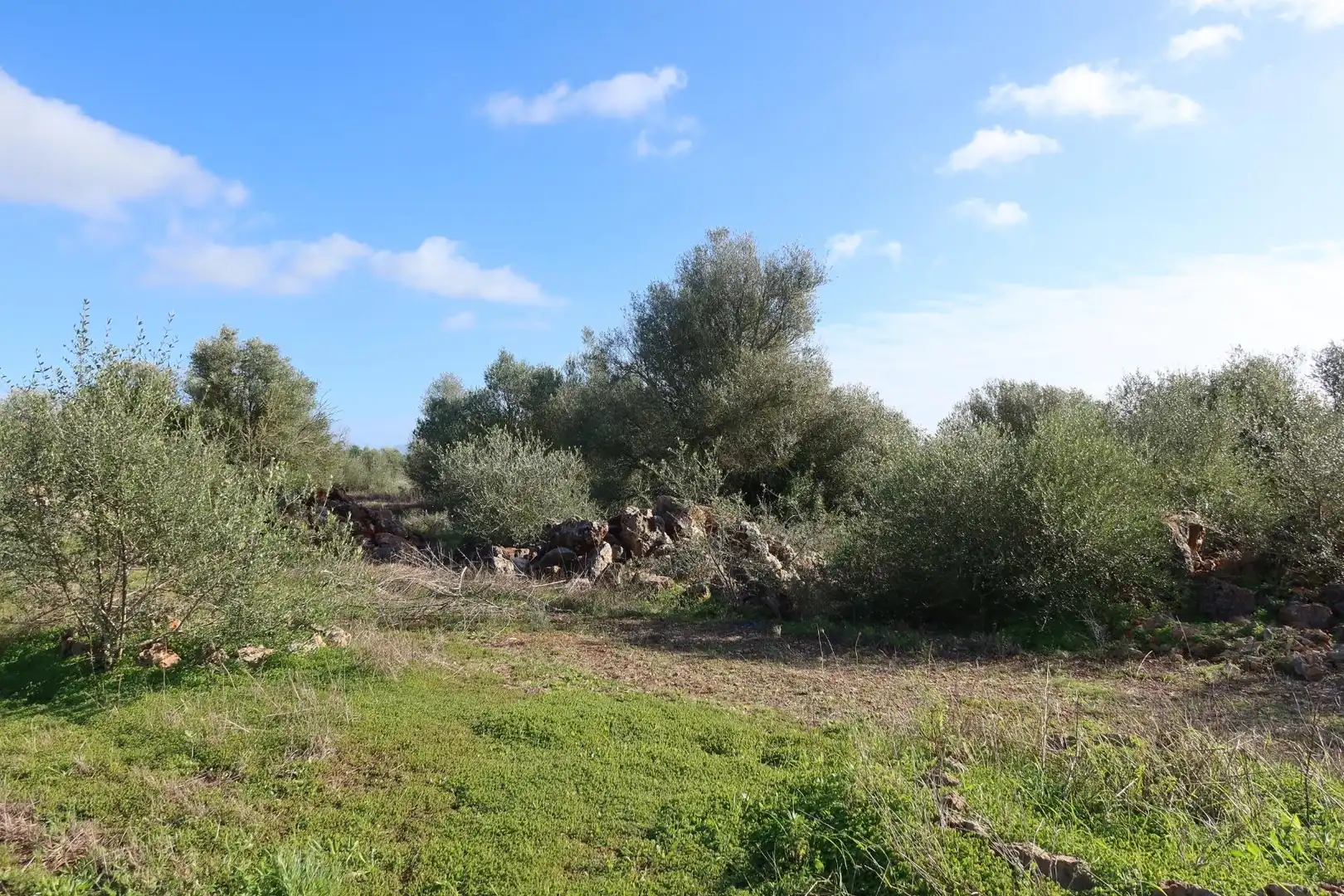 Residential land for sale in Campos poble, imagen 6