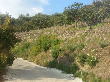 Terreno rustico in vendita a Almuñecar centro