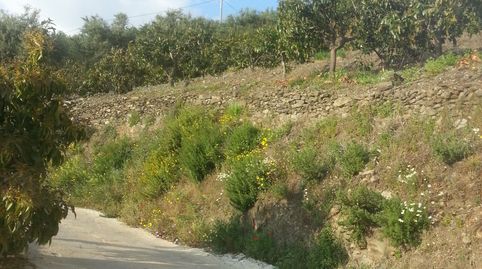 FINCA DE MANGOS EN JETE