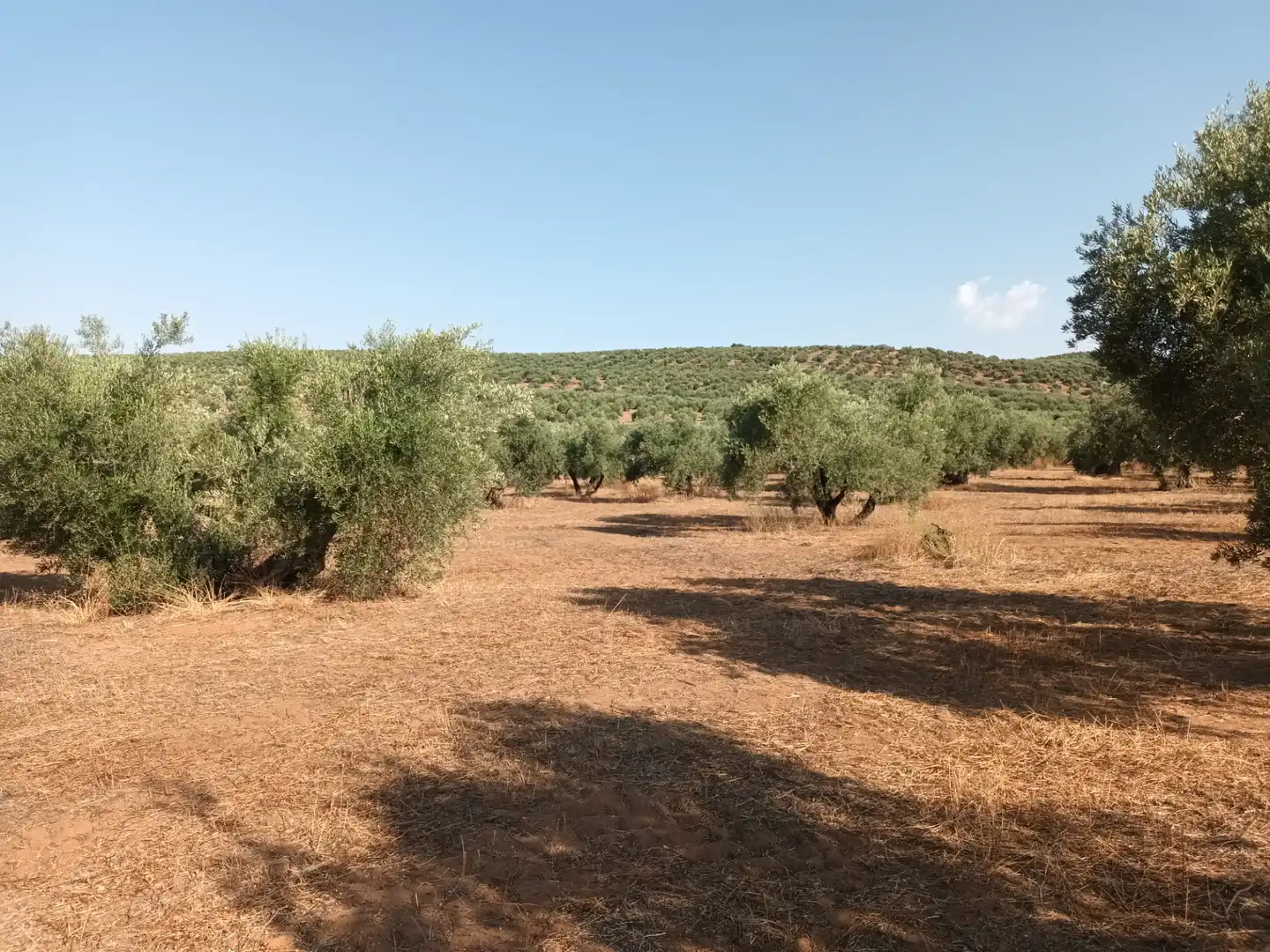 Terreni e lotti in vendita a Santisteban del Puerto, imagen 5