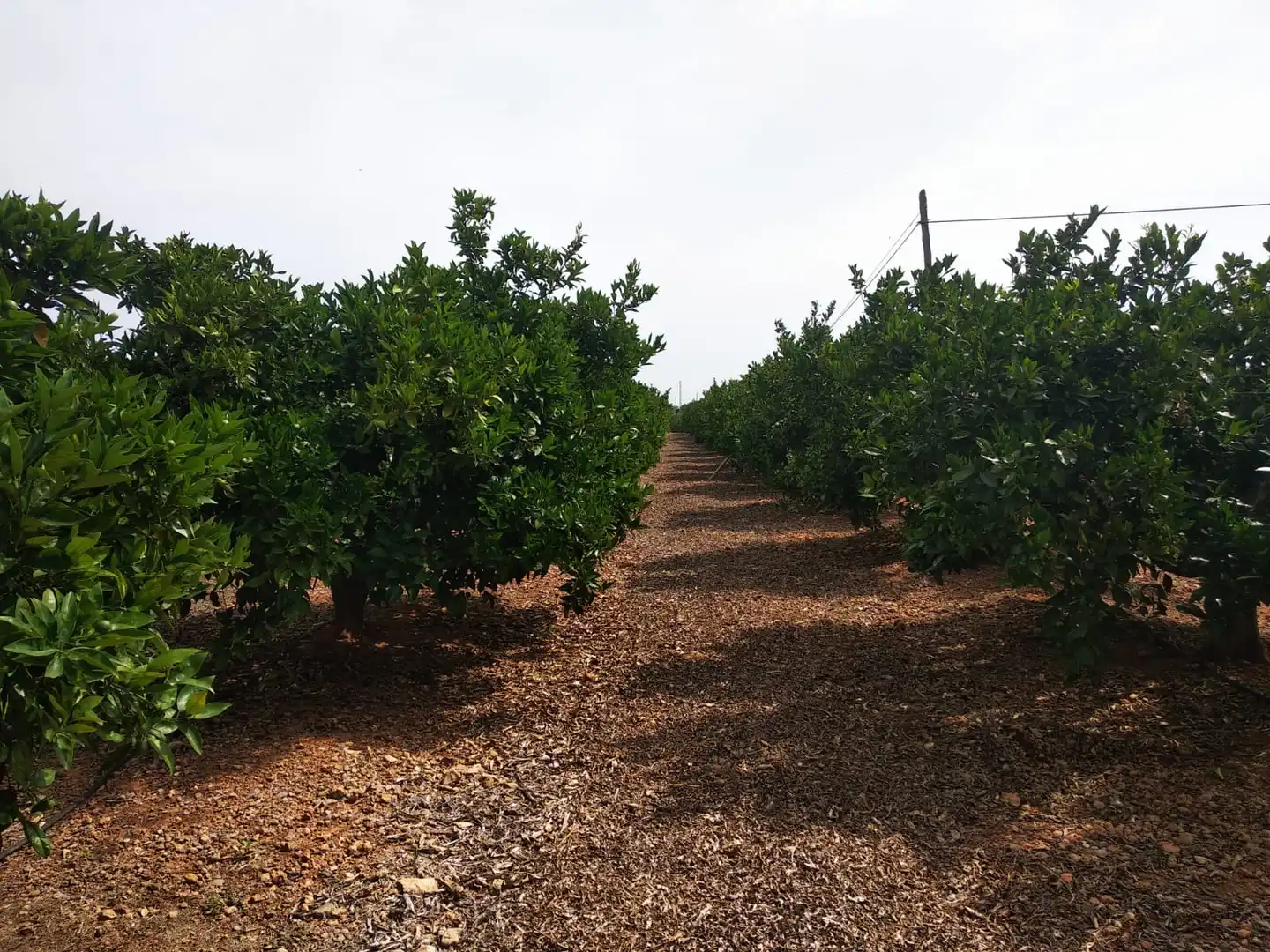 Rural land for sale in Pueblo, imagen 2